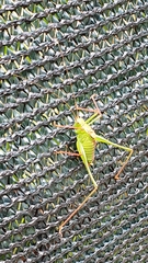 Leptophyes punctatissima