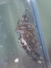 Pseudamycus canescens