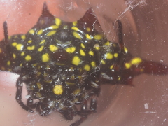 Gasteracantha diadesmia