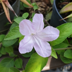 Ruellia prostrata