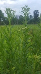 Vernonia fasciculata