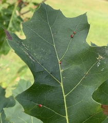 Zopheroteras sphaerula