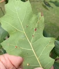 Zopheroteras sphaerula