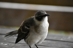 Mimus parvulus parvulus