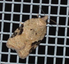 Acleris semiannula