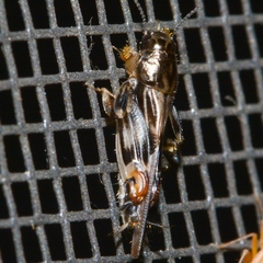 Tridactylidae