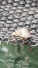 Halyomorpha halys
