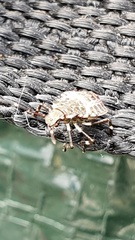 Halyomorpha halys