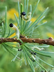 Pristiphora erichsonii
