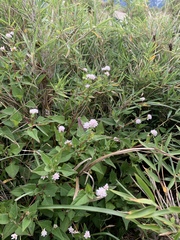 Persicaria runcinata