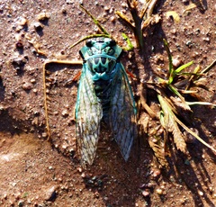 Adusella insignifera