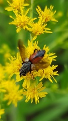 Eriothrix rufomaculata