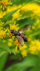 Eriothrix rufomaculata