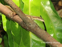 Takydromus kuehnei