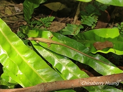Takydromus kuehnei