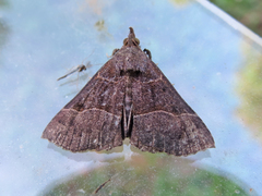 Hypena deceptalis