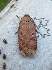 Abagrotis