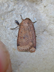 Abagrotis