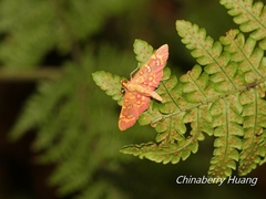 Rhectothyris gratiosalis