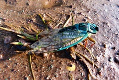 Adusella insignifera