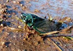 Adusella insignifera