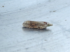 Eucosma ochrocephala