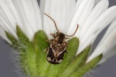 Ptinomorphus imperialis