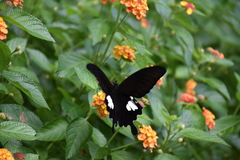 Papilio nephelus chaonulus