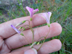 Oxalis bipartita