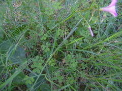 Oxalis bipartita