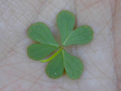 Oxalis bipartita