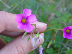 Oxalis bipartita