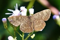 Emesis ocypore zelotes