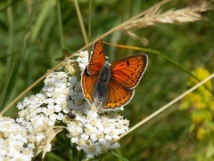 Lycaena hippothoe italica