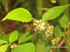 Anterhynchium flavomarginatum formosicola