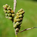 Carex tomentosa - Photo (c) Patrick Hacker, algunos derechos reservados (CC BY), subido por Patrick Hacker