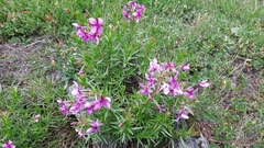 Chamaenerion fleischeri