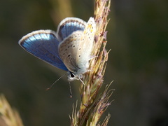 Polyommatus eros