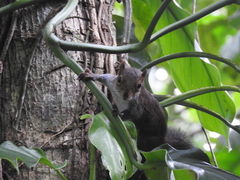 Sciurus deppei