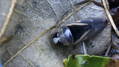 Notonecta triguttata