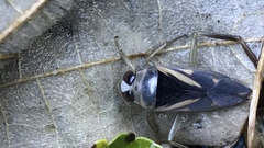 Notonecta triguttata