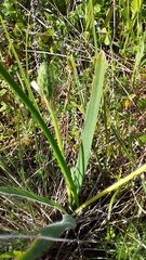 Trachyandra hirsutiflora