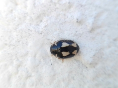 Hyperaspis festiva