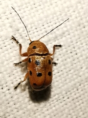 Cryptocephalus octomaculatus