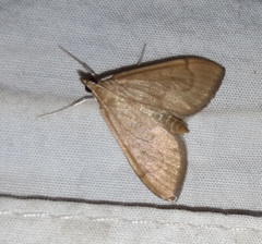 Anania mysippusalis