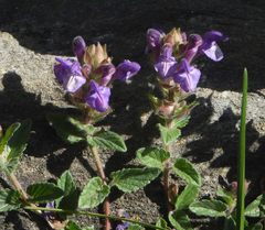 Scutellaria alpina