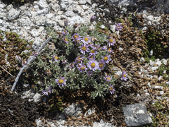 Erigeron pygmaeus