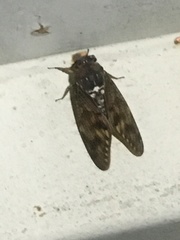 Graptopsaltria nigrofuscata
