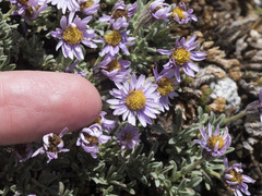 Erigeron pygmaeus