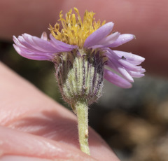 Erigeron pygmaeus